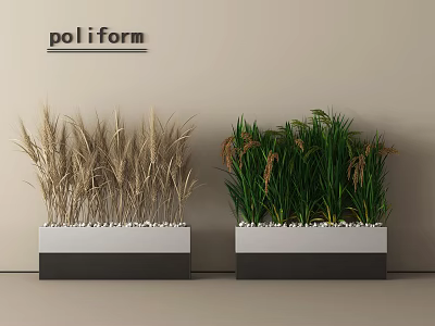 Dried Wheat Like and Lush Green Plant Combination in Black White Planters with Small Pebbles 3d model
