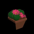 Green Spherical Cactus Plant with Pink Flowers and Spines in Brown Pot