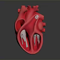 Red Anatomical Heart Model With Detailed Internal Structures On Dark Background