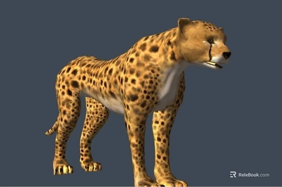 Realistic 3D Rendering of Standing Cheetah with Spotted Fur and Muscular Build 3d model 