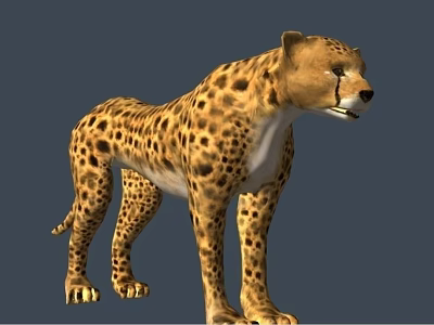 Realistic 3D Rendering of Standing Cheetah with Spotted Fur and Muscular Build 3d model