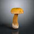 Mushroom Organ Structure With Hairy Stem Yellow Cap And White Base