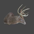 Realistic Deer Head Mount With Large Antlers On Gray Background 3d model