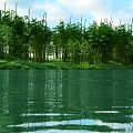 Scenic Bamboo Forest By Calm Water With Clear Reflections Of Blue Sky And White Clouds