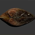 Colorful Clam Shell With Orange Red Spots And Natural Glossy Texture