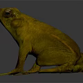 Yellow Toad Standing On Grey Background With Textured Skin And Large Eyes