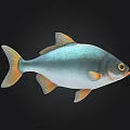 Silver Fish With Orange Fins Tail And Yellow Eyes Against Black Background