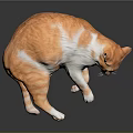 Orange and white cat lying down with reflection on dark surface 3d model