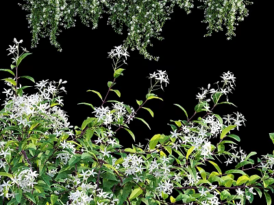 Garden Decor With Lush Green Leaves And Small White Flowers For Natural Fresh Ambiance 3d model