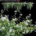 Garden Decor With Lush Green Leaves And Small White Flowers For Natural Fresh Ambiance
