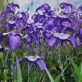 Stunning Purple Iris Flowers Blooming Vibrantly In Lush Green Grass Garden