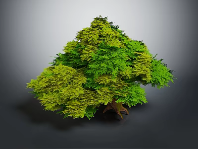 Lush Decorative Tree with Green and Yellow Foliage and Exposed Roots in Indoor Space 3d model