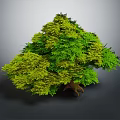 Lush Decorative Tree with Green and Yellow Foliage and Exposed Roots in Indoor Space