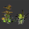 Colorful Decorative Plants With Various Leaf Shapes And Green Yellow Leaves On Dark Background