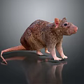 Realistic Brown Rat 3D Model With Detailed Fur And Shiny Surface Reflection 3d model
