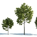 The Modern Tree 3d model