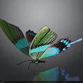 Vibrant Butterfly With Green And Blue Iridescent Wings And Reflection On Dark Background