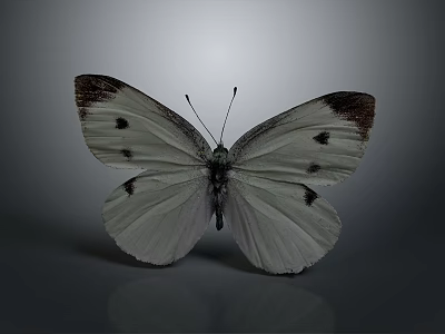 White Butterfly With Spread Wings Featuring Dark Spots And Brown Tipped Edges In Close View 3d model