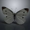 White Butterfly With Spread Wings Featuring Dark Spots And Brown Tipped Edges In Close View