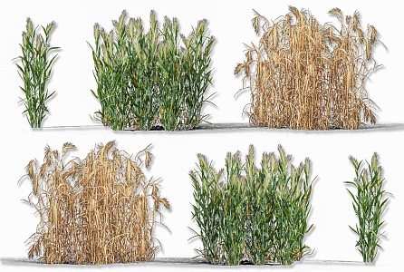 wheat barley crop plant highland barley wheat spike crop plant crop wheat seed sorghum rice crop seedling plant 3d model