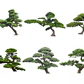 Various Pine Tree Plant Combination Featuring Different Shapes And Lush Green Foliage 3d model