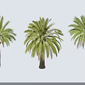 Three Palm Trees with Lush Green Fronds Thick Trunks and Long Shadows Against White Background
