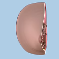 Female Breast Anatomy Structure Showing Mammary Gland Tissue And Duct Details In Medical Illustration