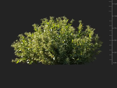 Lush Green Shrub with Dense Foliage and Healthy Branches in Natural Growth 3d model