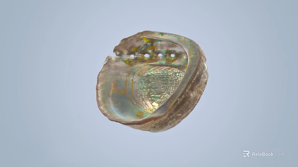 Fresh Edible Abalone With Iridescent Shell And Natural Seafood Delicacy 3d model 