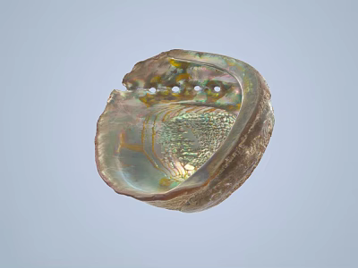 Fresh Edible Abalone With Iridescent Shell And Natural Seafood Delicacy 3d model