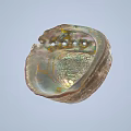 Fresh Edible Abalone With Iridescent Shell And Natural Seafood Delicacy