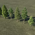 Lush Green Arbors Arranged On Grassland With Various Sizes And Fresh Foliage