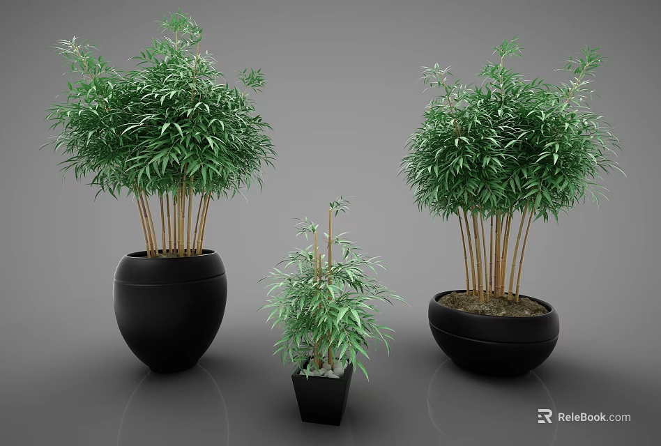 Bonsai Bamboo Plants in Black Pots Different Sizes for Indoor Decoration 3d model 
