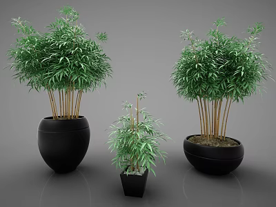 Bonsai Bamboo Plants in Black Pots Different Sizes for Indoor Decoration 3d model