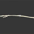 Human Arm Skeleton Model Showing Detailed Bone Structure On Black Background 3d model