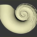 Nautilus Shell Exhibiting Intricate Spiral Structure And Creamy Yellow Color On Dark Background