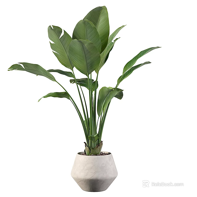Indoor Potted Plant with Large Green Leaves in White Ceramic Planter 3d model 