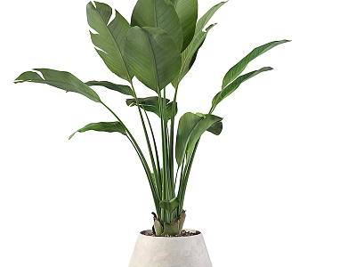 Indoor Potted Plant with Large Green Leaves in White Ceramic Planter 3d model