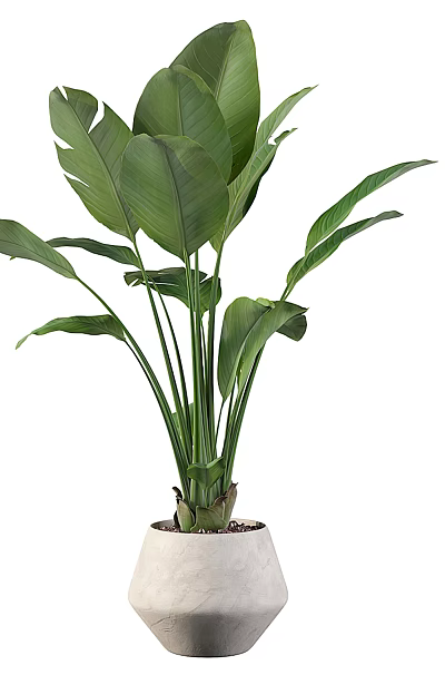 Indoor Potted Plant with Large Green Leaves in White Ceramic Planter 3d model