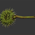 Close Up View Of Green Thorny Plant Fruit With Brown Stem On Dark Background