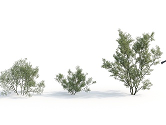 Modern Shrub Plant 3d model