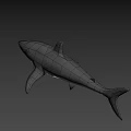 Gray Great White Shark 3D Render Swimming With Open Mouth in Dark
