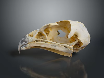 Animal Bird Skull With Long Beak On Black Background And Reflection 3d model
