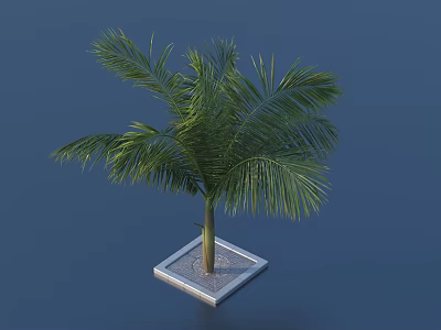 Palm Tree With Lush Green Fronds And Square Concrete Planter 3d model