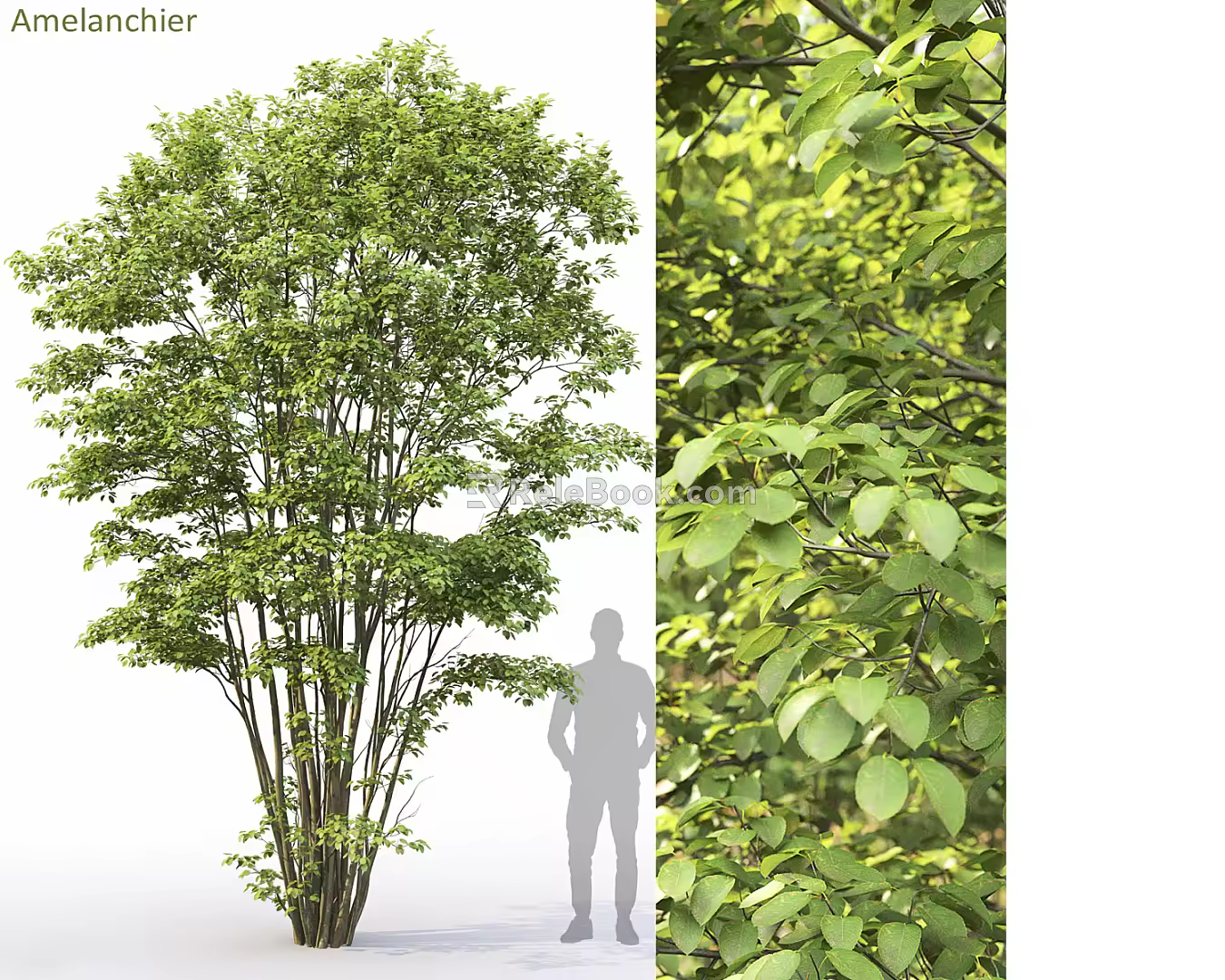 tree landscape tree 3d model