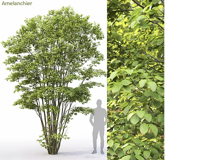 Tall Tree with Human Silhouette Showing Height and Lush Green Foliage Details 3d model