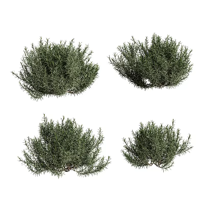 Four Green Shrubs With Different Forms Isolated On White Background 3d model