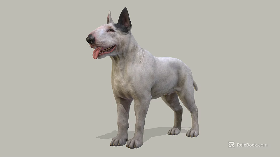 Realistic White Bull Terrier Dog Standing With Tongue Out On Gray Background 3d model 