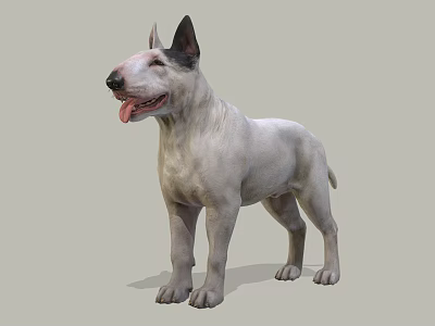 Realistic White Bull Terrier Dog Standing With Tongue Out On Gray Background 3d model