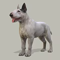 Realistic White Bull Terrier Dog Standing With Tongue Out On Gray Background